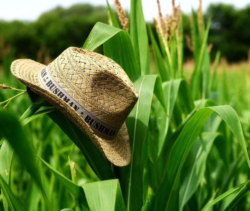 A straw hat hooked on a corn leaf, the deep green of the field around it