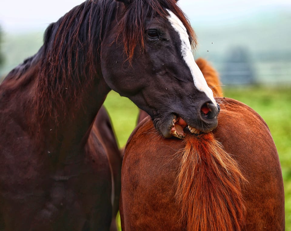 Two horses in a pasture, one nibbling the other's mane