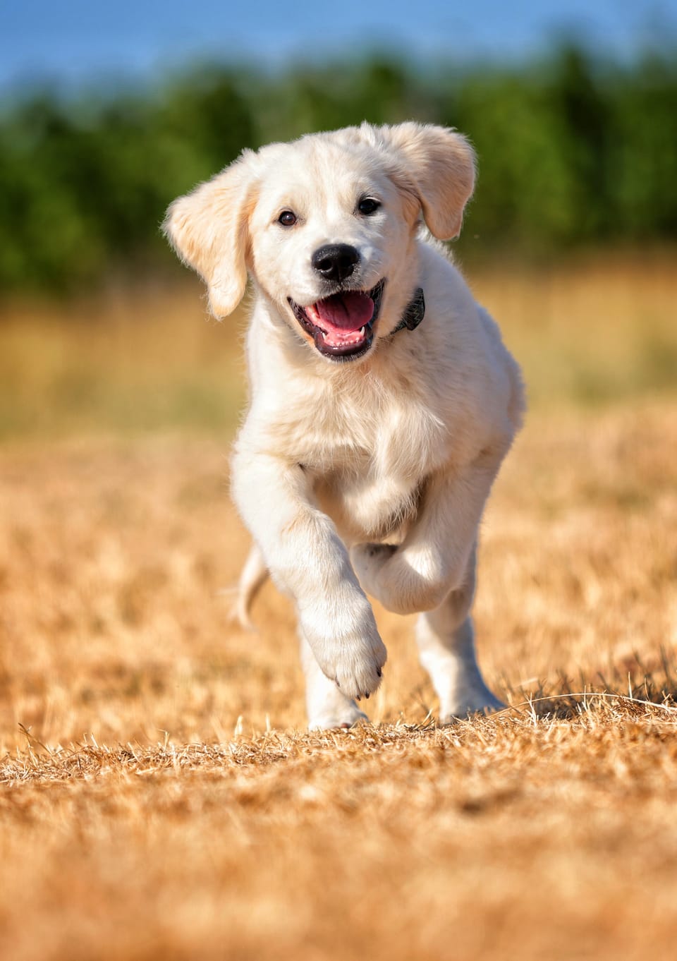 A golden retriever puppy running through stubble straight at the lens
